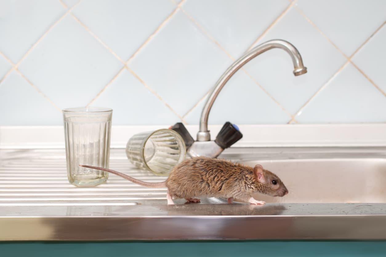 A rat on a kitchen counter with knocked-over glasses inside a home requiring pest control