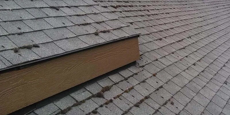 roof-moss-growth